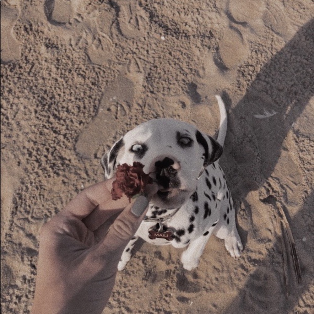 Meet your Posher, Delany